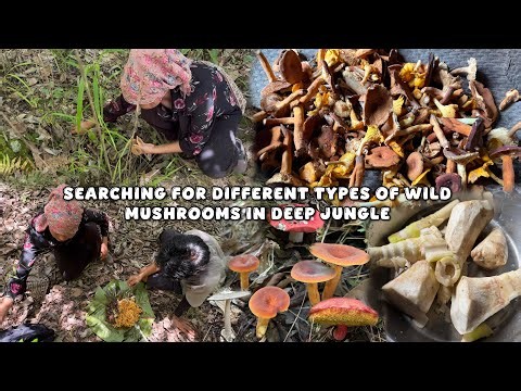 Searching for Rare Wild Mushrooms Deep in the Jungle! 🍄🌿