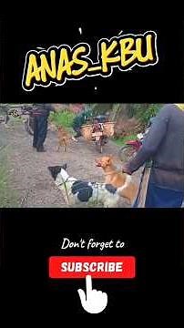 anjing pemburu mulai mengendus keberadaan babi hutan || anas_kbu
