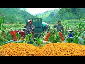Harvesting a bumper crop of corn transported by tractor - Cleaning snail pond