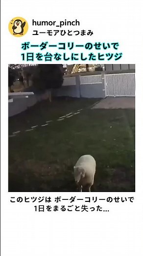 ボーダーコリーのせいで 1日を台なしにしたヒツジ
