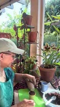 Coconut Coir Seed Starting: From Soaking to Potting