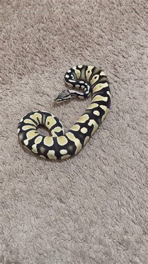 Cute ball python girl chocolate dg #pet #snake #animal #reptile #fyp #nature #wildlife ##pythons #1