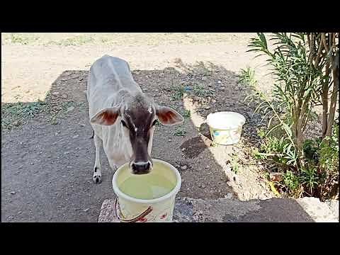 Cow Drinking Water | A cow and a bucket of water | Cow Videos