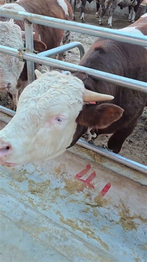 Essential Tips for Newcomers in Cattle Breeding: Start Your Journey Right