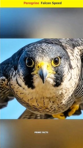 Nature's Fastest Hunter | Peregrine Falcon