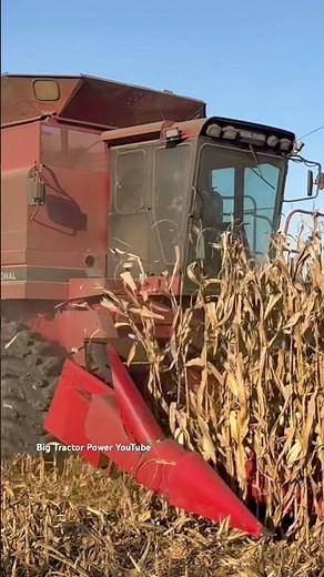 CASE IH 1688 Axial-Flow Combine Harvesting Corn #bigtractorpower