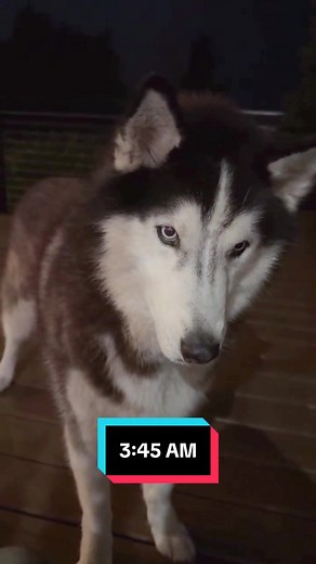 Everything You Need to Know About Siberian Huskies