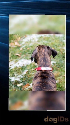 Soft Designer Leather Personalized Dog Collars