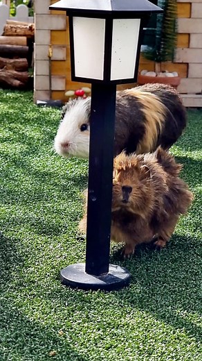 Guinea Pig Picnic #fyp #foryoupage #foryou #guineasoftiktok #guineapigs