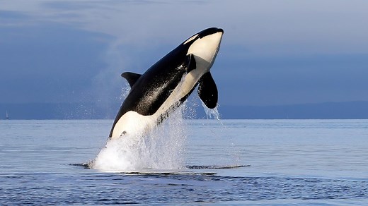 Erlebnis Erde: Orcas – Herrscher der Meere