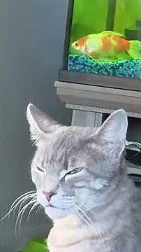 How do you Like That