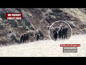 The Life-Cycle of native species American Wild Horses - A critical part of the evolutionary proc...