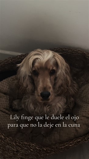Lily Finge Que Le Duele El Ojo - Dramático Cocker Spaniel Puppy