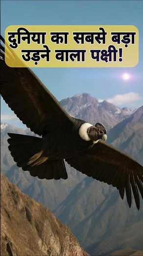 Sabse Bada Uadne Wala Pakshi #andeancondor #birds #animals #shorts #flightless #blackcondor #condors