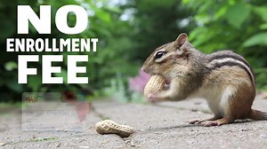 Go nuts this Black Friday. 퐉퐨퐢퐧 퐀퐀퐀 퐭퐨퐝퐚퐲 & 퐩퐚퐲 퐧퐨 퐞퐧퐫퐨퐥퐥퐦퐞퐧퐭 퐟퐞퐞. Enjoy the benefits only AAA can offer all year long. | AAA Carolinas | Facebook