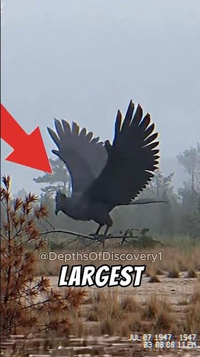 TOP 3 LARGEST FLYING CREATURES TO EVER EXIST ON EARTH