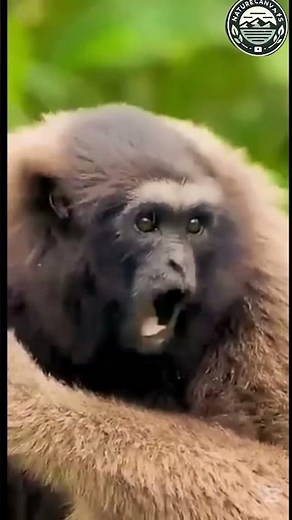 Gibbon's Astonishing Scream #animalkingdom #wildlife #wildlifephotography #naturelovers