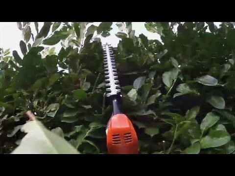 Laurel hedge trimming