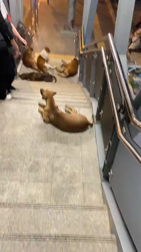 13K views · 504 reactions | 5 star security check  | Pollat Dclover Xentra | Facebook