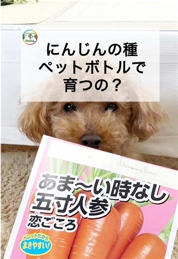 ペットボトルで育てるにんじんの育成法