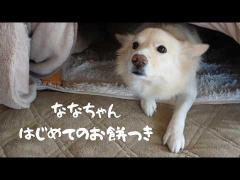【保護犬】ななちゃんとはじめてのお餅つき🎍年末から年始の穏やかな日々