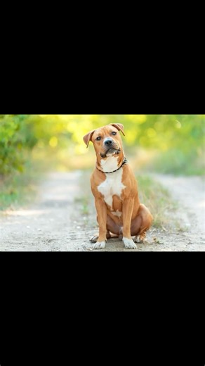 The American Staffordshire Terrier | Zoologist