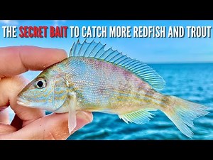 The Secret Bait To Catch BIG Redfish & Speckled Trout