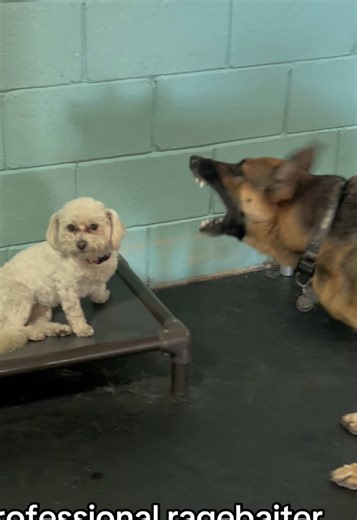 Understanding Dog Behavior Corrections