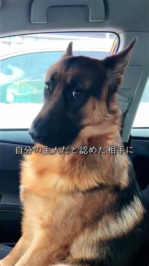 シェパードの意外な一面