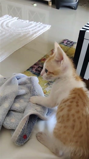 taha baby blanky 🍼🧿😍 #krittykat #kitten #cuteanimal #cute #cutecat #cat #pets