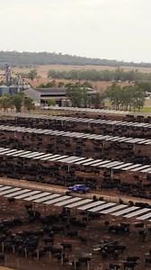 1.3K views | At @stockyardbeef, animal welfare isn’t just a box to...