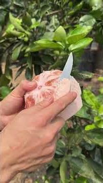 Cutting a Vibrant Red Pomelo