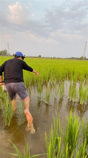 Wow betta fish 🤯🐟🤯 #bettafish #fishing #fishing #bettafishuae #bettagram #fish #bettadubai