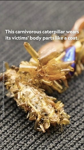 Carnivorous Caterpillars | National Geographic