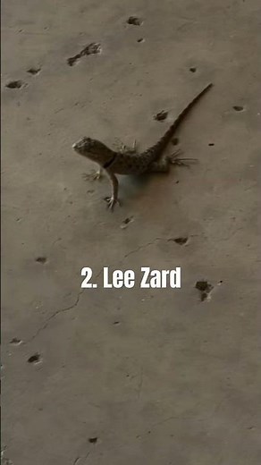 Sub if Lee Zard is cool (I’ll sub back to you) #lizard