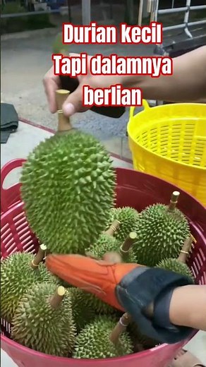 Durian Kuning emas Malaysia #foryou