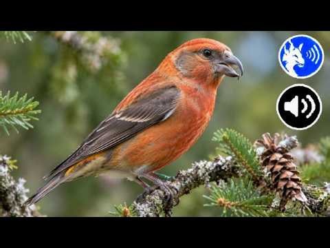 Chant du Bec-croisé - Crossbill Call 🐦🎶