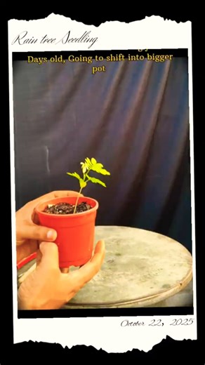 Rain tree Seedling Repotting।। #raintreebonsai #repotting