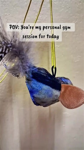 Cat Playtime: Engaging Gym Sessions for Your Feline