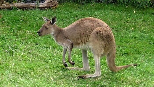 Kangaroo Names: The 300+ Best Names for Kangaroos