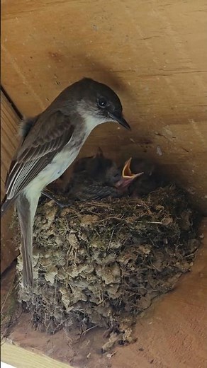 Eastern Phoebe Nest: Eggs to Chick Rearing