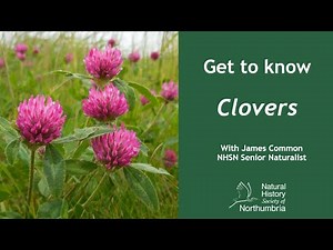 Get To Know Clovers