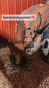 4.5K views · 279 reactions | Tilula | Iowa Farm Sanctuary | Facebook