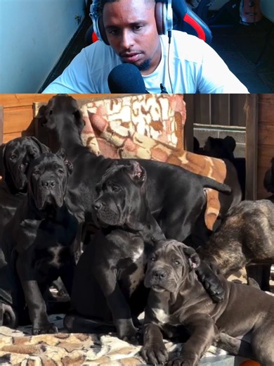Só esses dois filhotes ja coloca respeito no hambiente 👀😱 #dogsoftiktok #adestramento #foryoupage #petsoftiktok #foryoupage❤❤ #viralvideos #fyp #fypシ゚ #instapet #caes #dog #adestrador #react #meme #canecorso