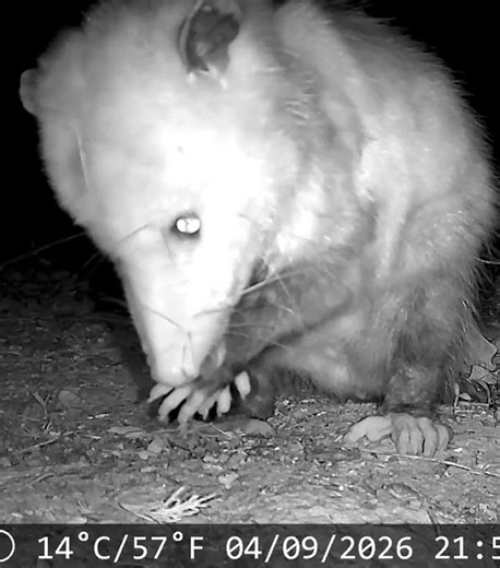 Older, wild, opossum cleaning its face