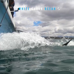 Jaws in the blue 🩵 | White Shark Ocean