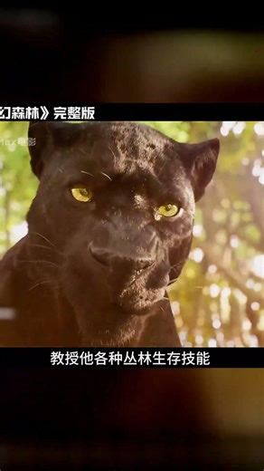 狠人！幼崽被狼群撫養，八歲單挑百獸之王 #狼孩，奇幻森林，生存电影，电影解说