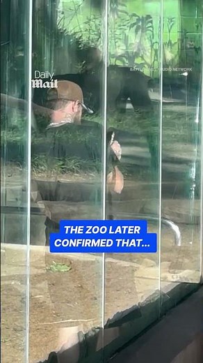 400-pound gorilla shatters glass wall of zoo enclosure