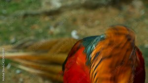 Magnificent elegant male of Chinese Red Golden pheasant, Chrysolophus Pictus outdoors. Dazzling Conspicuous Handsome wild exotic bird with Spectacular Plumage and Colorful tail Feathers in real nature