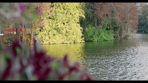 clip-3994702719-video-showing-calm-lake-surface-tree-reflections